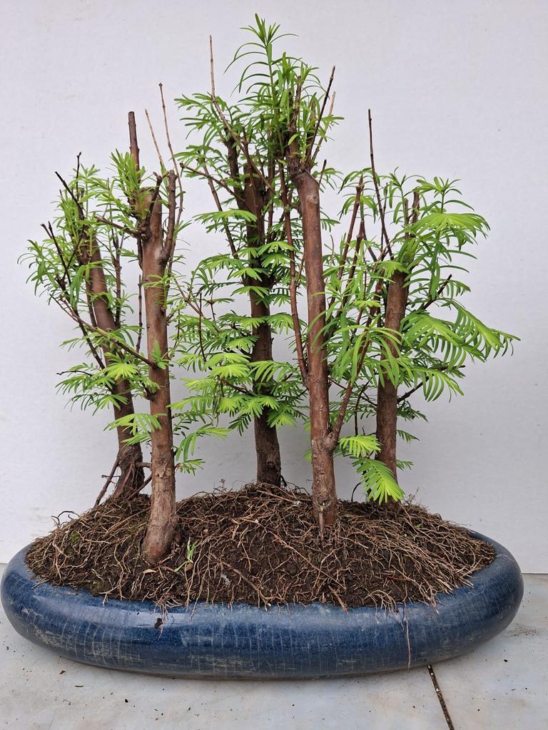 Metasequoia Bos-beplanting Bonsai - 32cm Hoogte, Volle zon, Bloeit niet, Minder dan 100 cm, Overige soorten