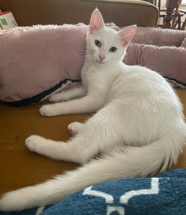 Laatste kitten te koop/ 16 weken/ Siamees x Main Coon/ wit, Meerdere dieren, Kortharig, 0 tot 2 jaar