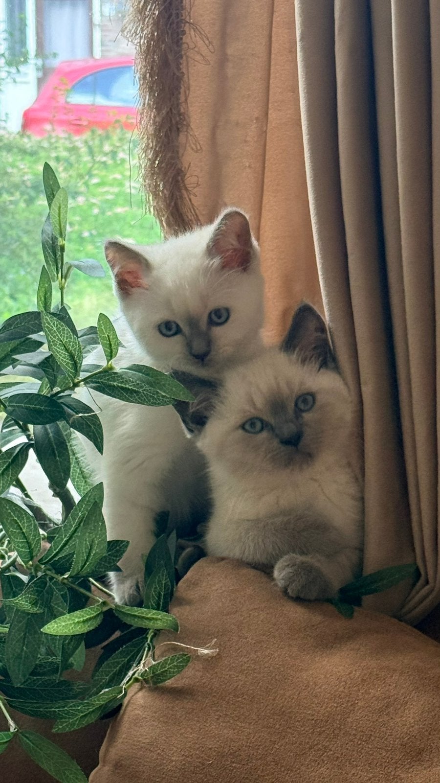Kittens te koop!, Dieren en Toebehoren, Meerdere dieren, Ontwormd
