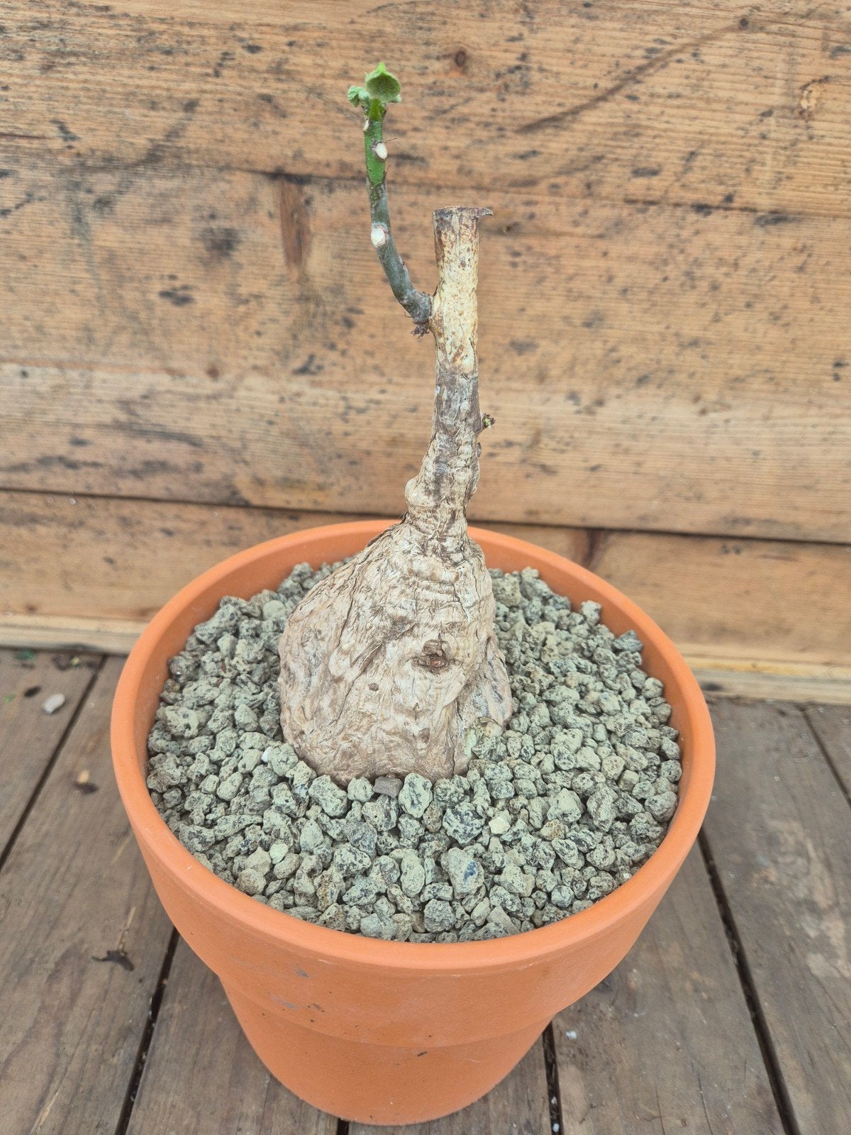 Caudex Sterculia colorata p20 XXL (2)