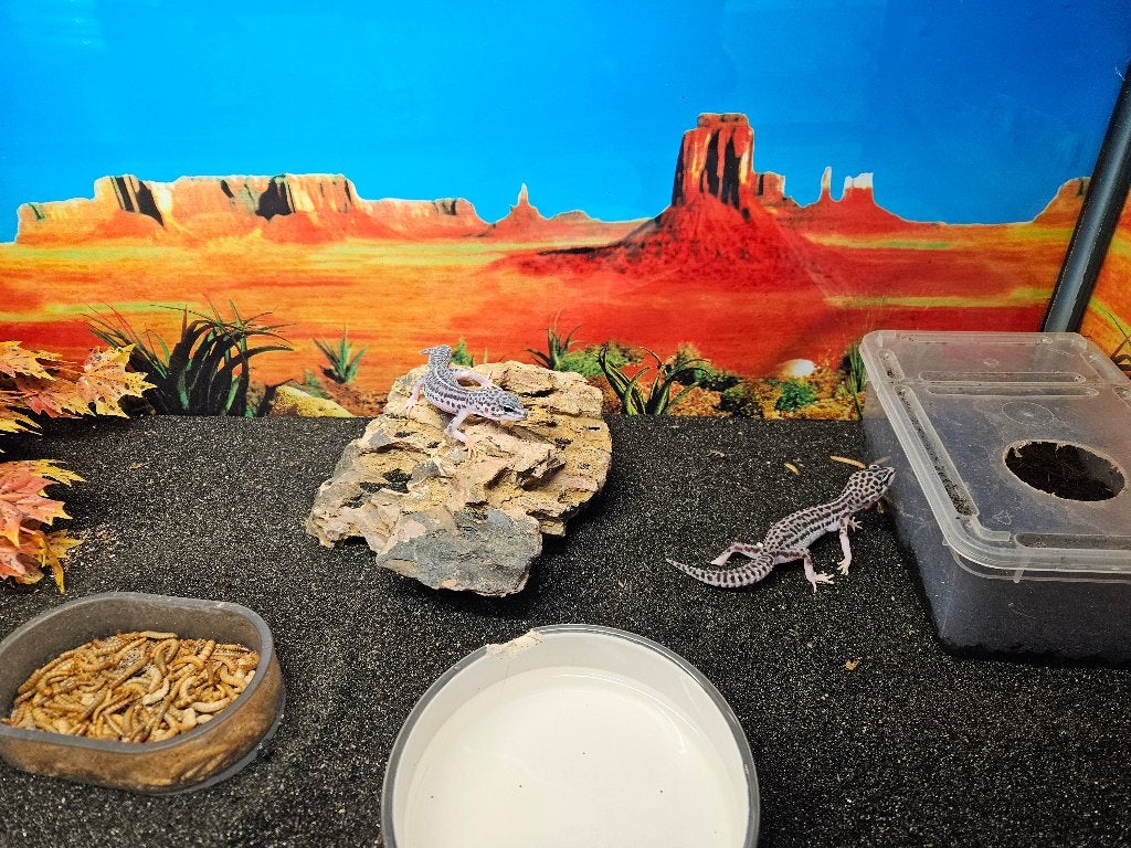 Eublepharis macularius Luipaardgekko Leopard Gecko photo 3