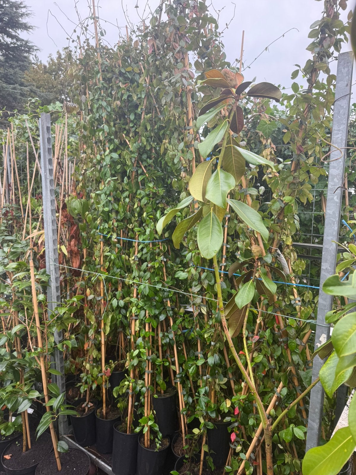 Stunt goedkoopste van marktplaats gele jasmijn 2m nu 12,-pst, Tuin en Terras, Ophalen, Volle zon, Vaste plant, Klimplanten