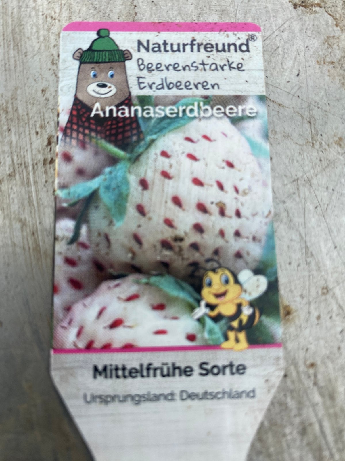 Ananas aarbei, Tuin en Terras, Planten | Tuinplanten, Ophalen, Vaste plant, Overige soorten, Volle zon