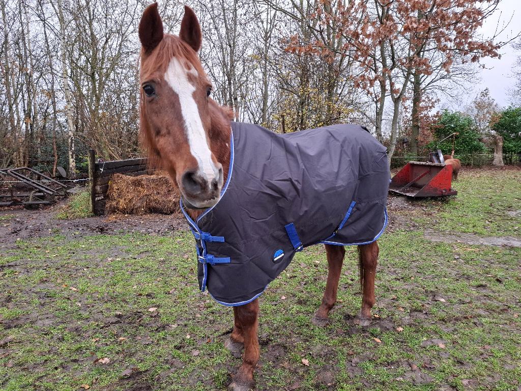 Pony winterdeken 220 gram, Ophalen, Blauw, Deken, Cob (M)