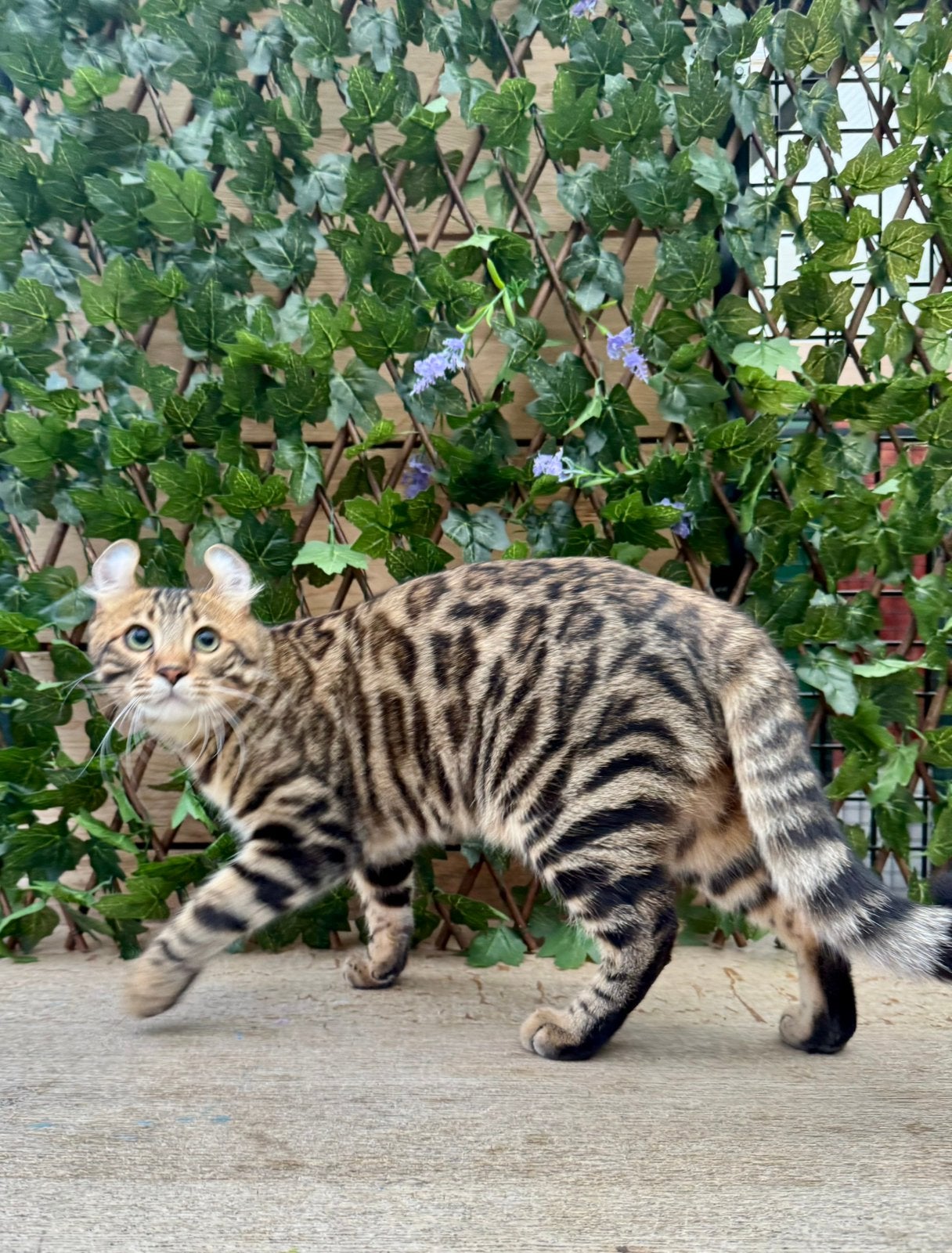 American curl kittens | fantastisch karakter |geteste ouders, Meerdere dieren