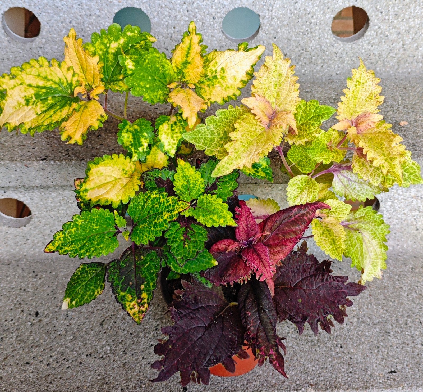 Coleus siernetel, binnen/buitenplant, Ophalen, Halfschaduw, Minder dan 100 cm