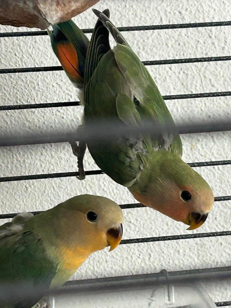 Jonge agapornissen, Dieren en Toebehoren, Geslacht onbekend, Dwergpapegaai of Agapornis, Tam