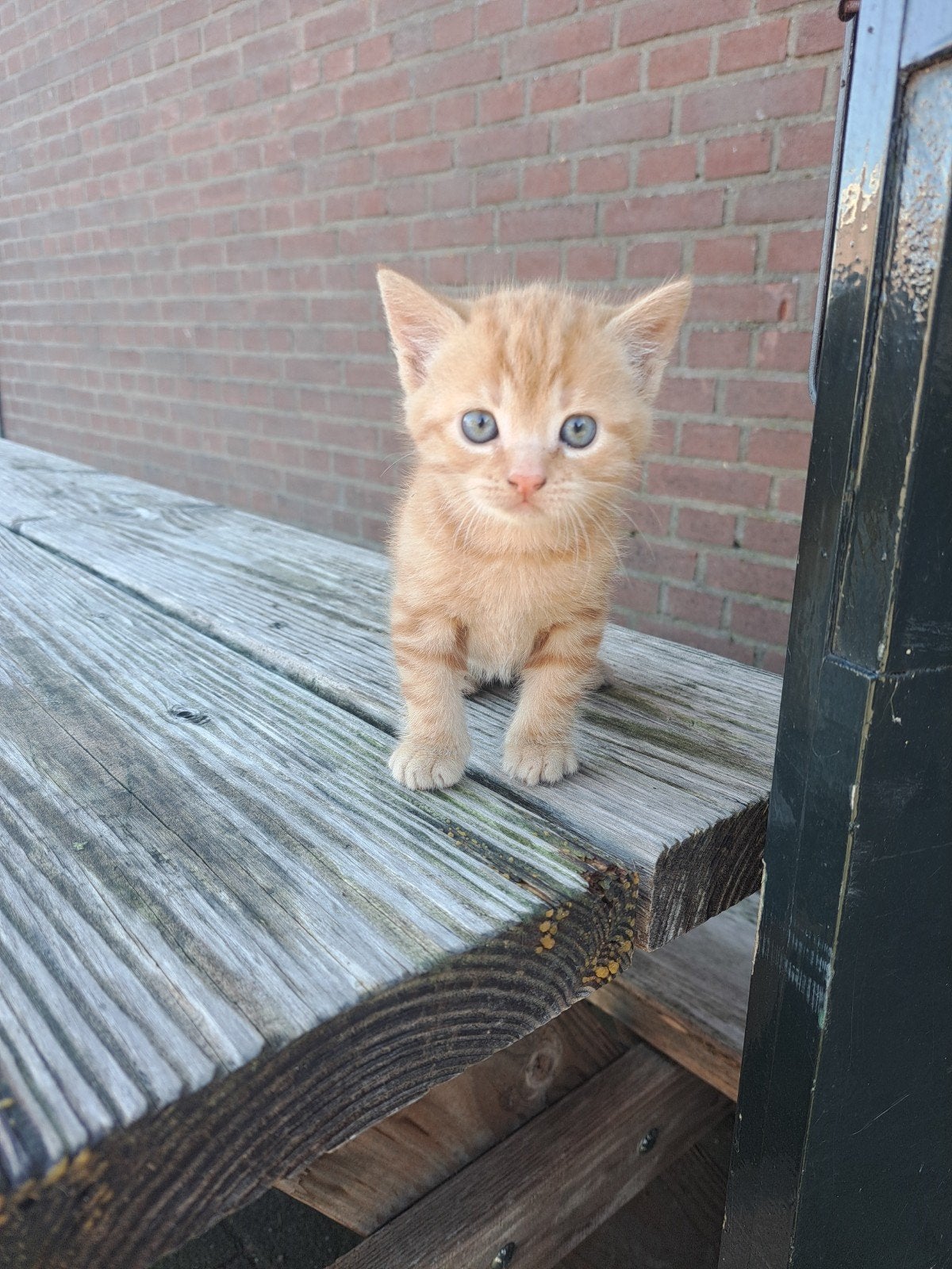 Mooie, rode boerderij kitten, Dieren en Toebehoren, Poes, 0 tot 2 jaar