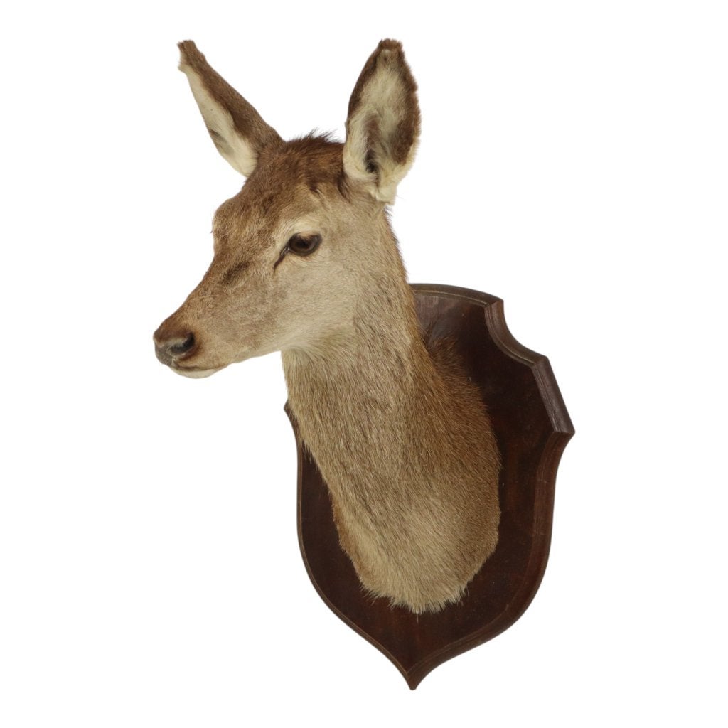 Vintage Edelhert Hertenkop Hinde Taxidermie Frankrijk, Verzamelen, Dierenverzamelingen, Ophalen, Gebruikt, Hert, Opgezet dier