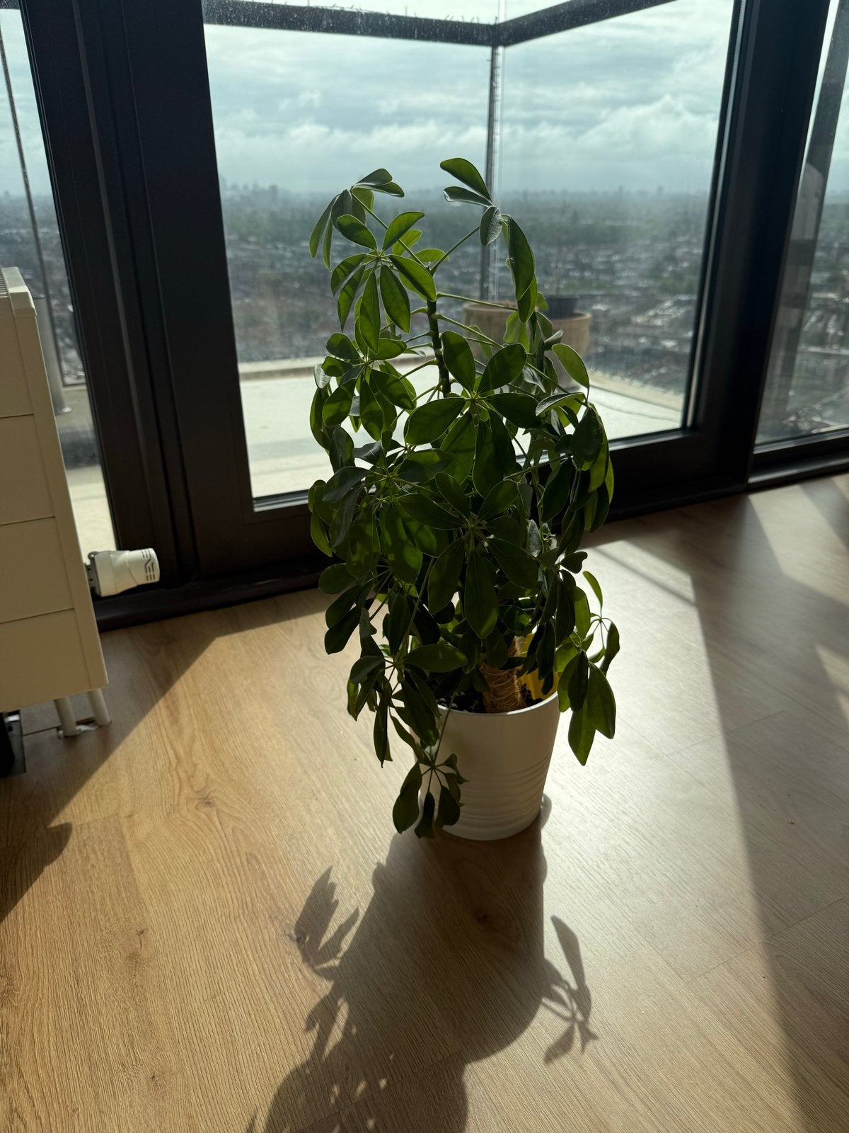 Plante + cache-pot IKEA (63 cm), Ophalen, Overige soorten, Halfschaduw, In pot