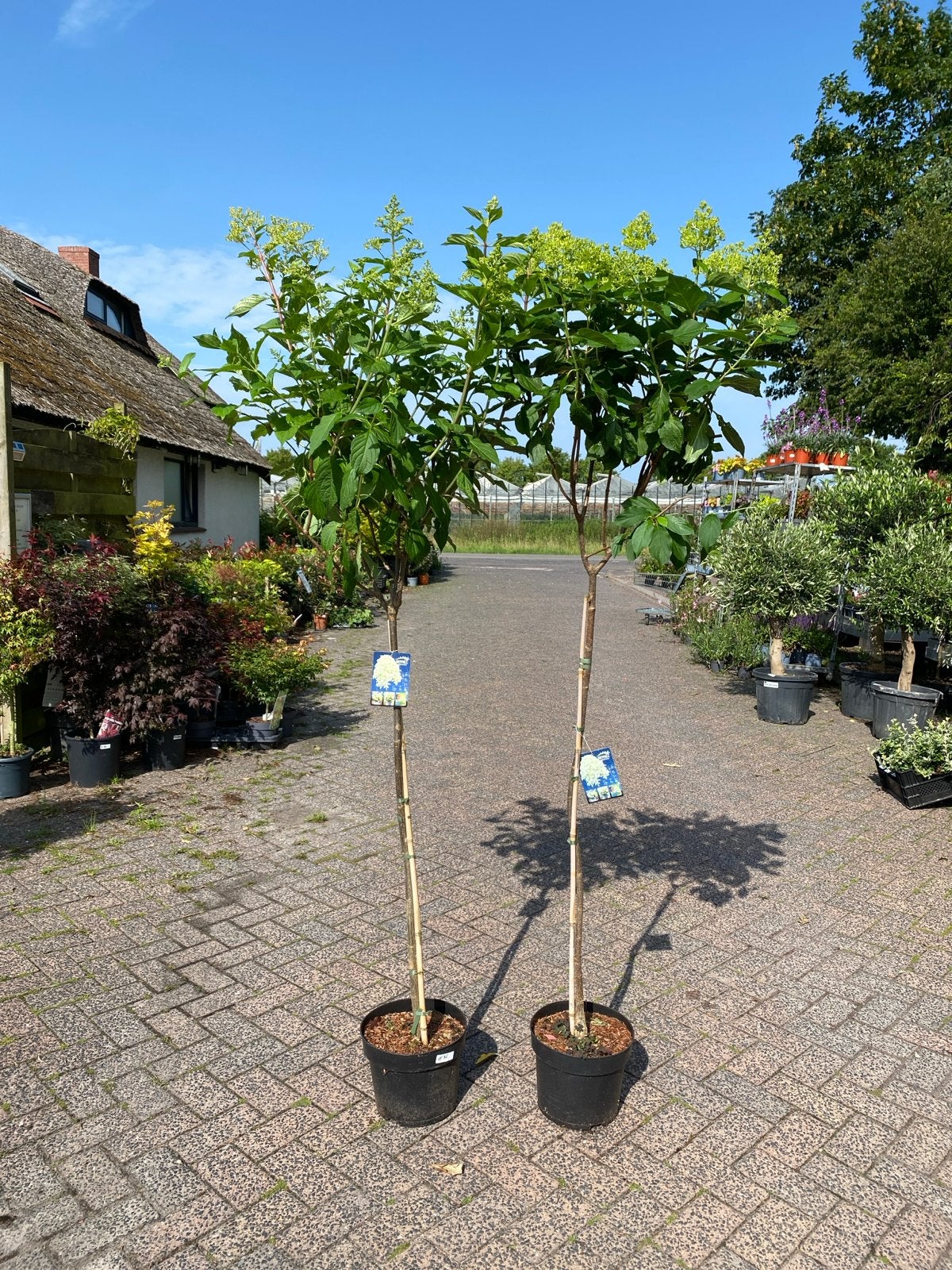 Hortensia Skyfall op stam - Hydrangea paniculata, Tuin en Terras, Volle zon, Vaste plant, Zomer, Ophalen