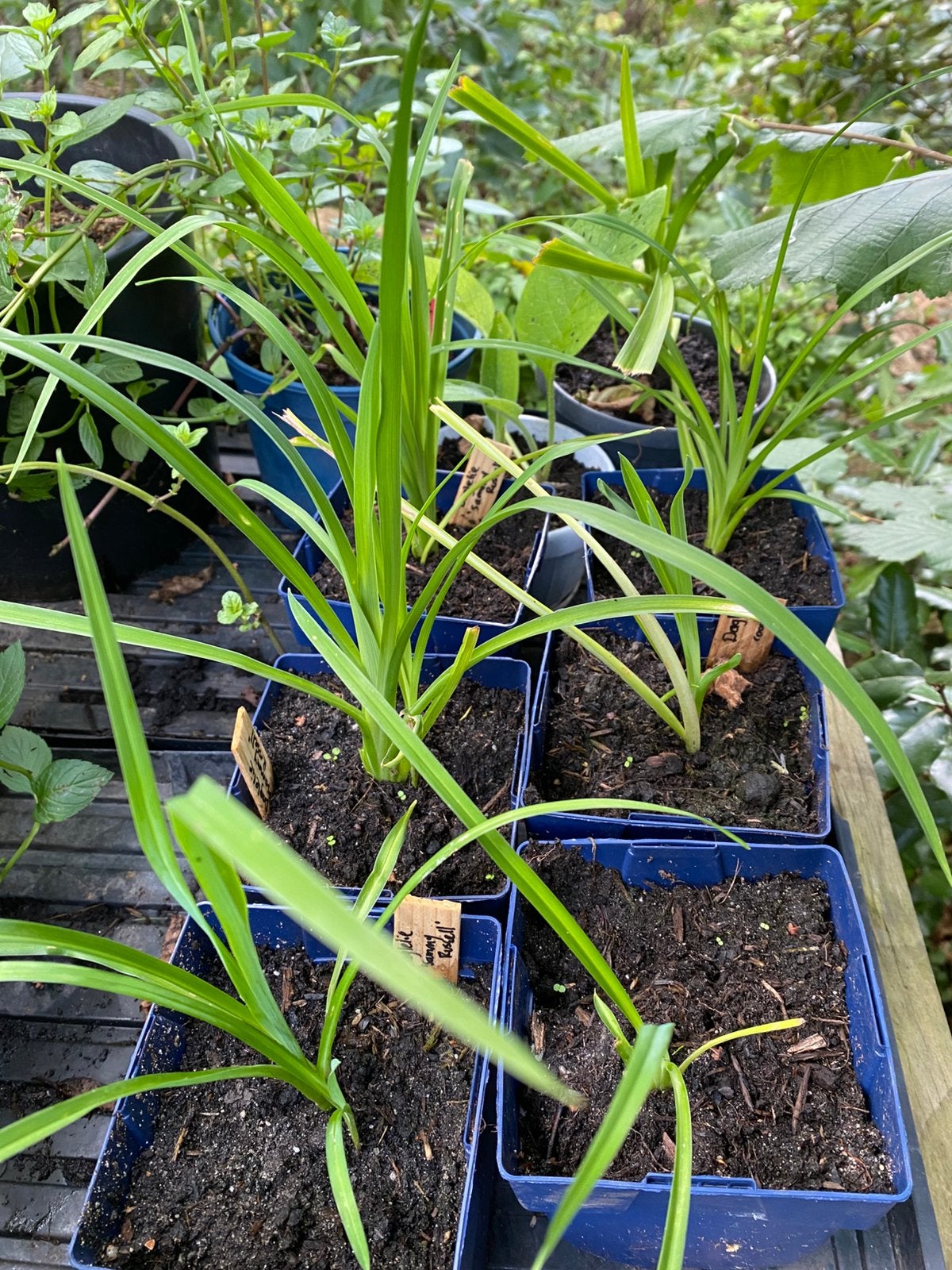 Daglelie (Sammy Russell), Volle zon, Vaste plant, Zomer, Ophalen