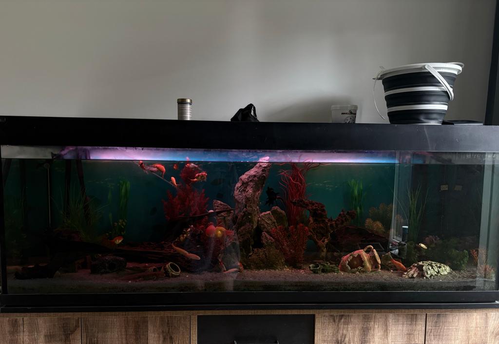 Aquarium 1.80m!, Dieren en Toebehoren, Vissen | Aquaria en Toebehoren, Zo goed als nieuw, Ophalen