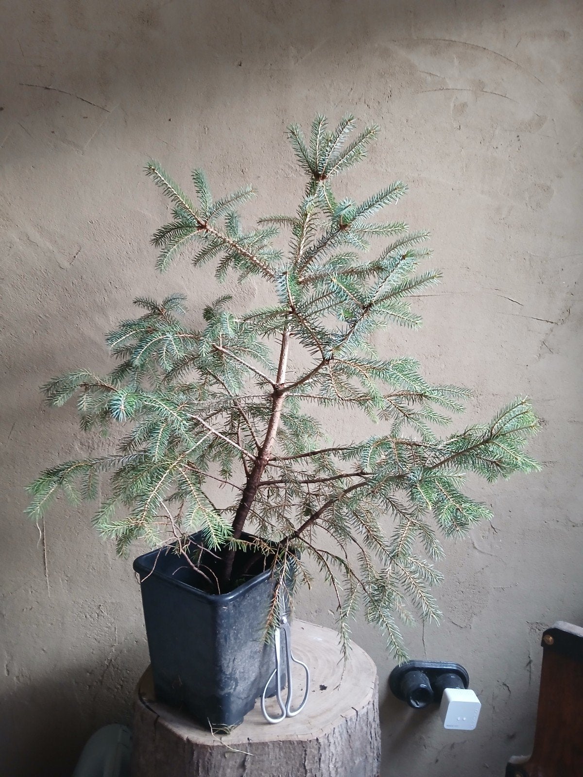 pre bonsai picea jezoensis, ezo spar, Ophalen of Verzenden