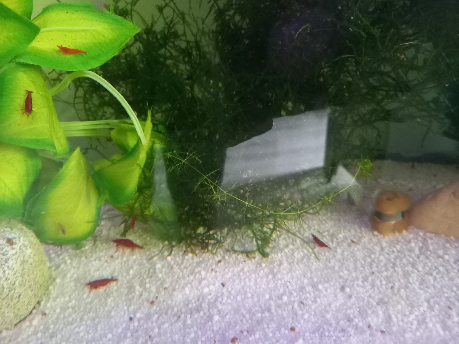 Rooie garnalen, Kreeft, Krab of Garnaal