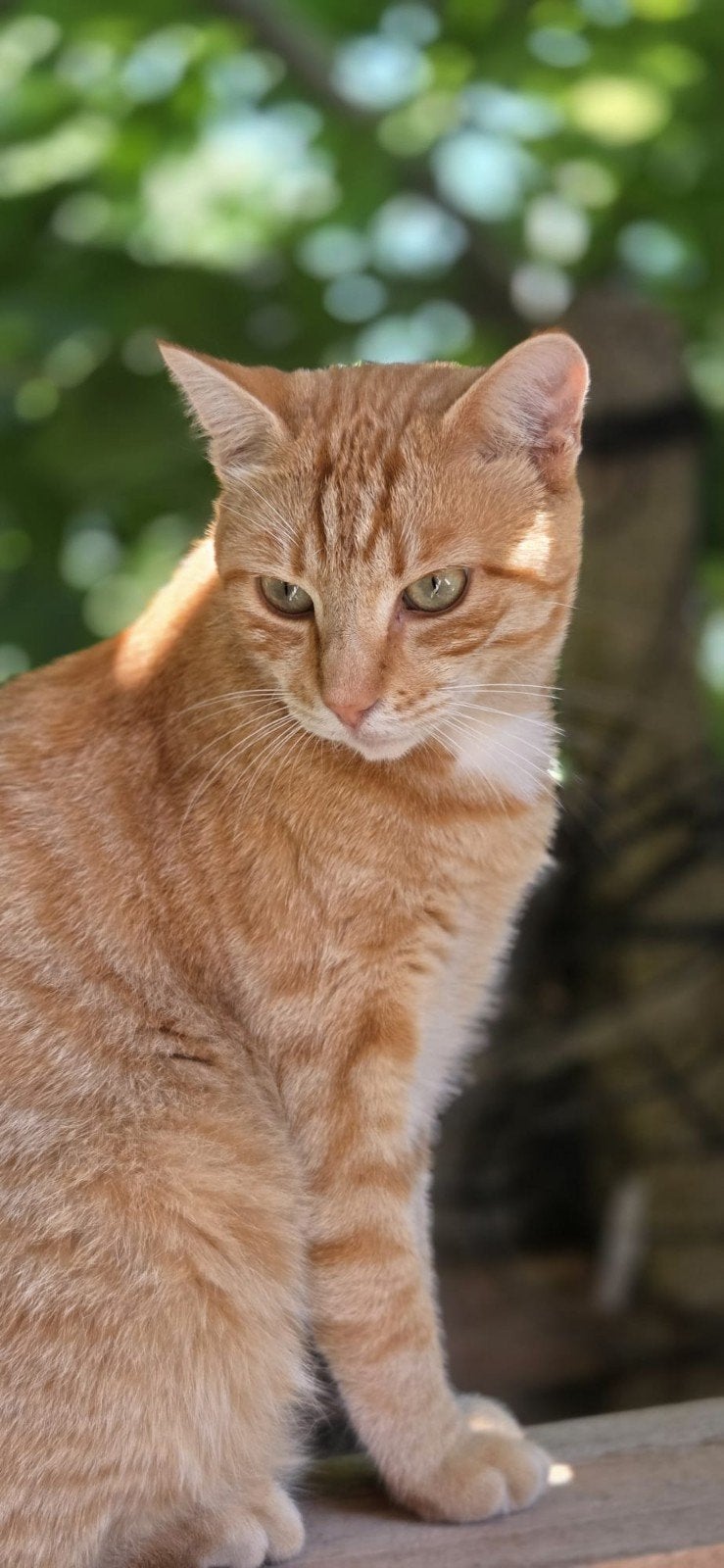 Yolli zoekt een baasje, Dieren en Toebehoren, Kater, Kortharig, 0 tot 2 jaar