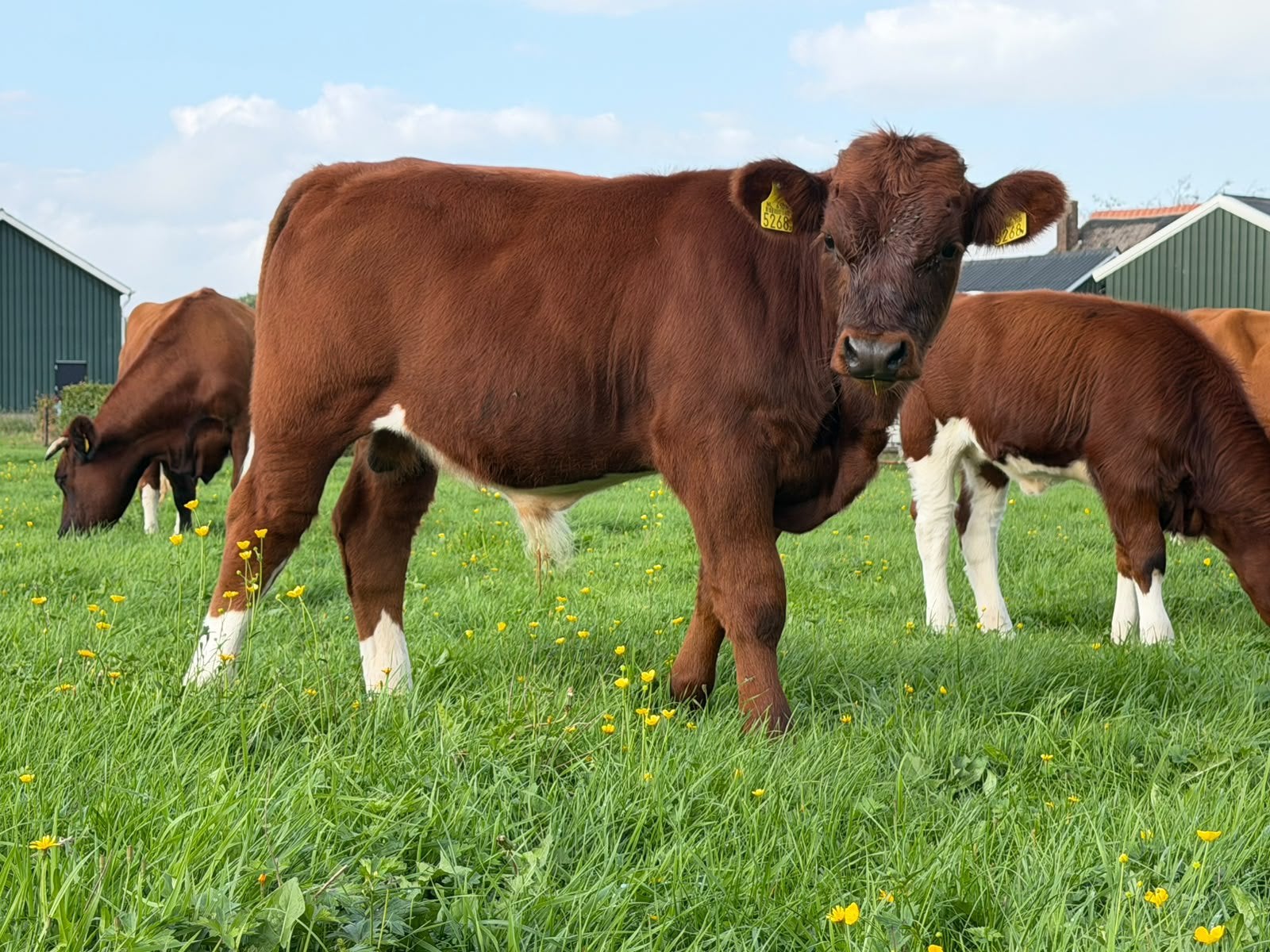 Brandrode stier, Dieren en Toebehoren, Mannelijk