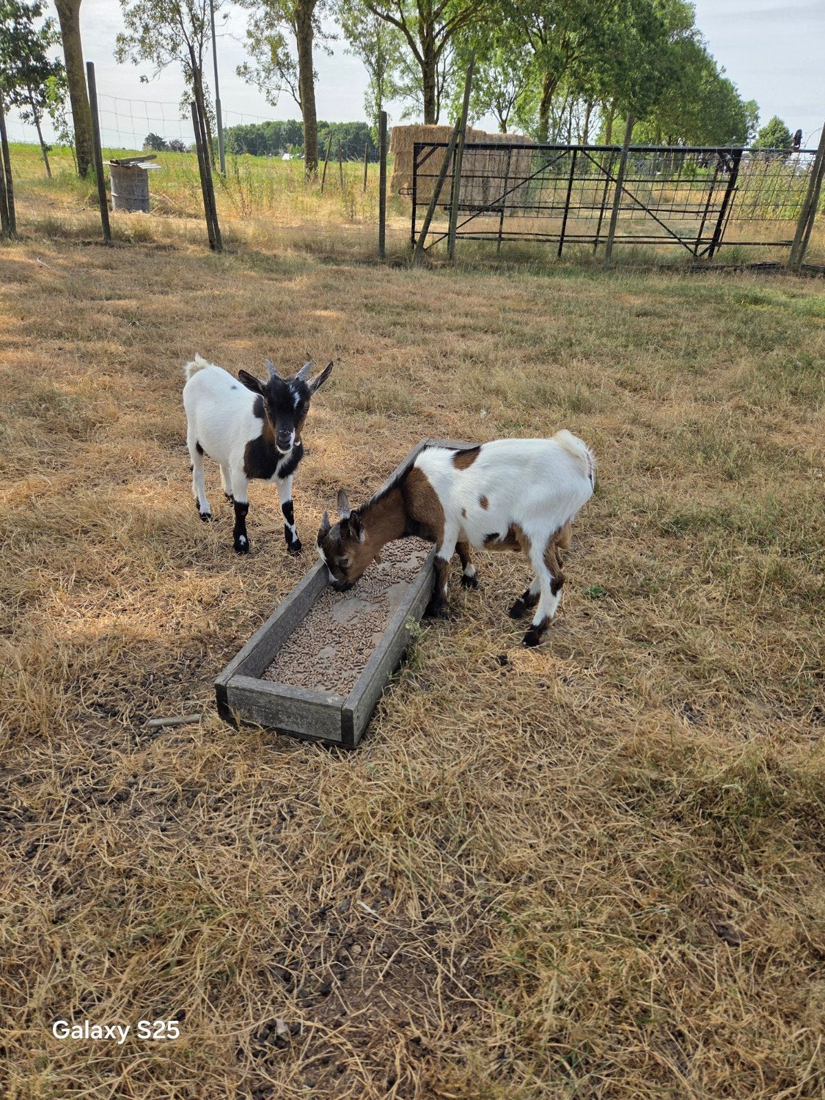 2 bokjes, Dieren en Toebehoren, Mannelijk, Geit