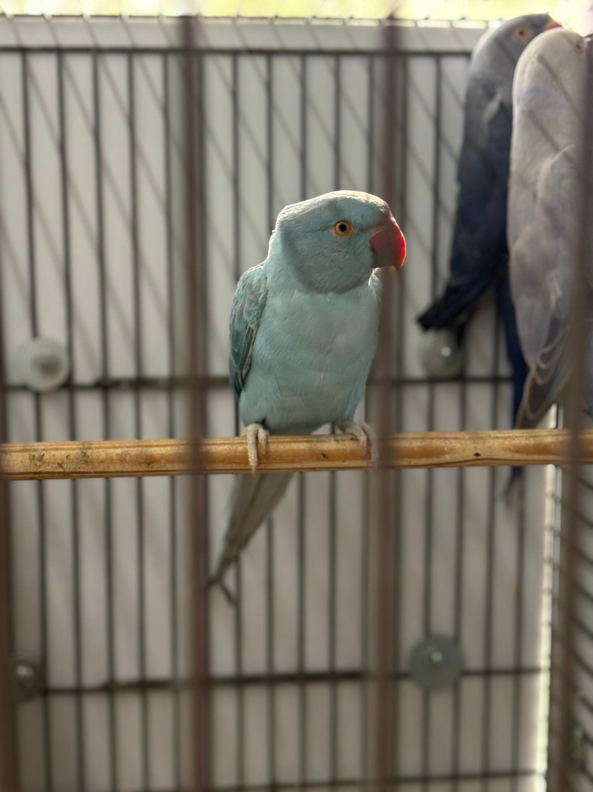 12 Halsband parkieten, Meerdere dieren, Parkiet, Geringd