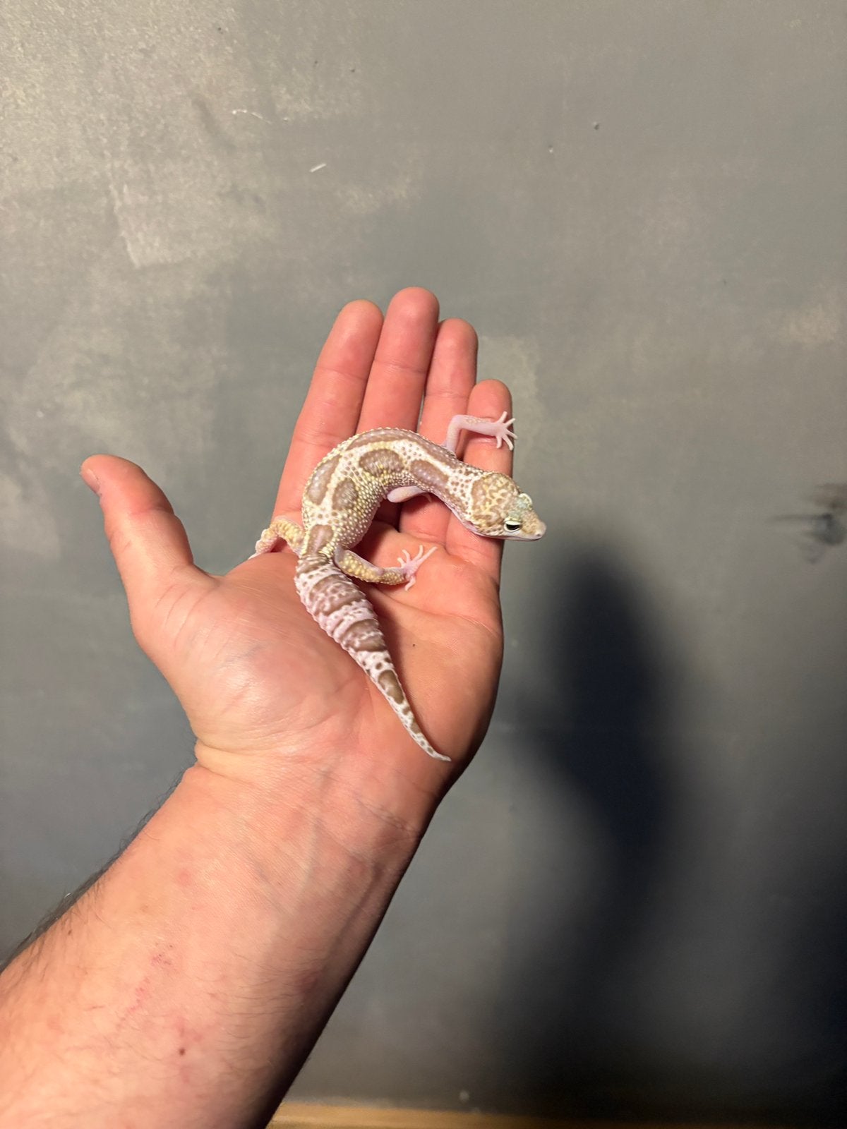 0.1 macksnow raptor het blizzard luipaardgekko, Dieren en Toebehoren, Hagedis, 0 tot 2 jaar