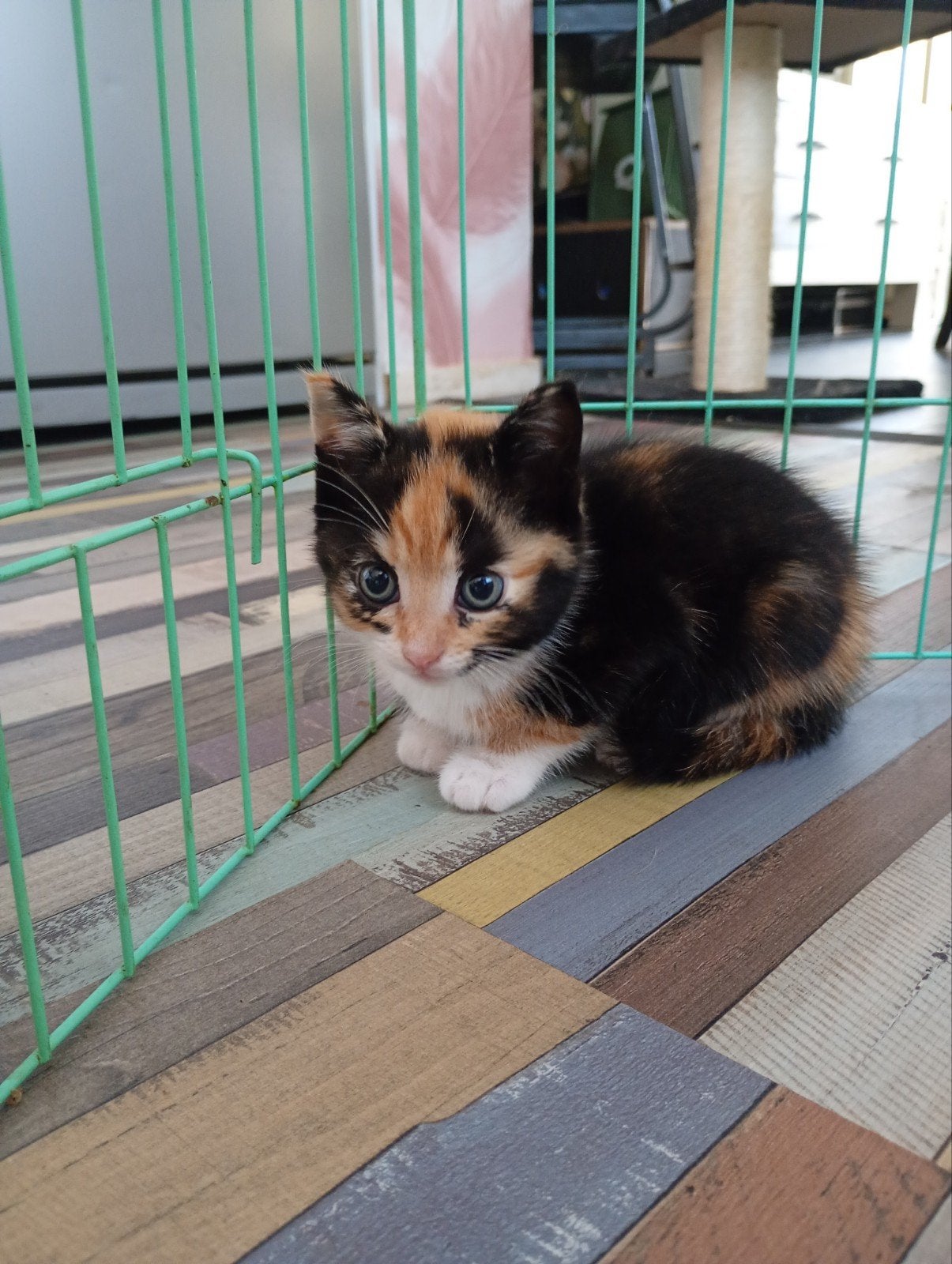 Vier lieve kittens, Meerdere dieren