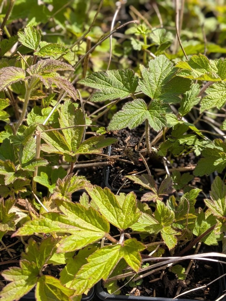 Anemone 'Honorine Jobert' – Herfstanemoon p9, Volle zon, Vaste plant, Zomer, Ophalen