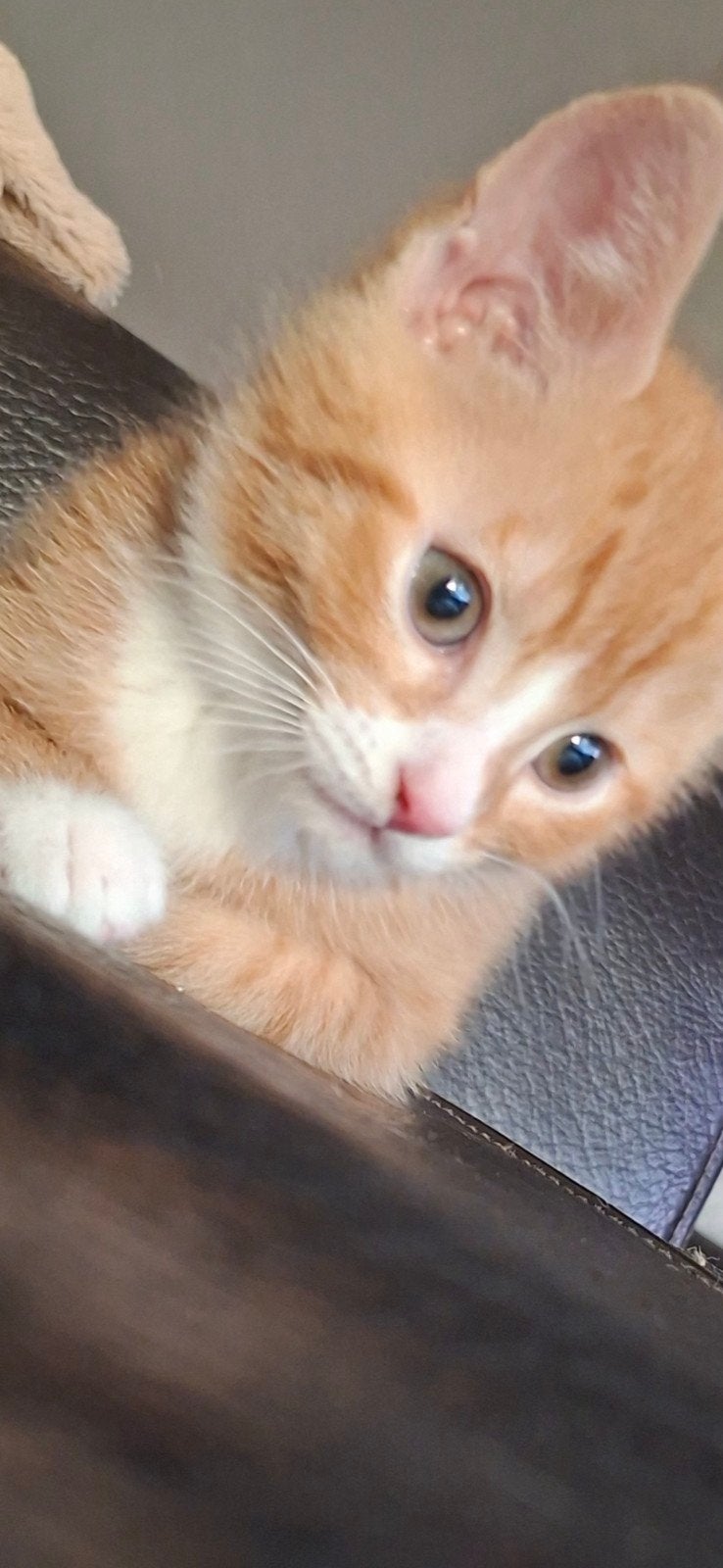 Lieve speelse kittens zoeken nieuw huisje!, Kater, Kortharig, 0 tot 2 jaar
