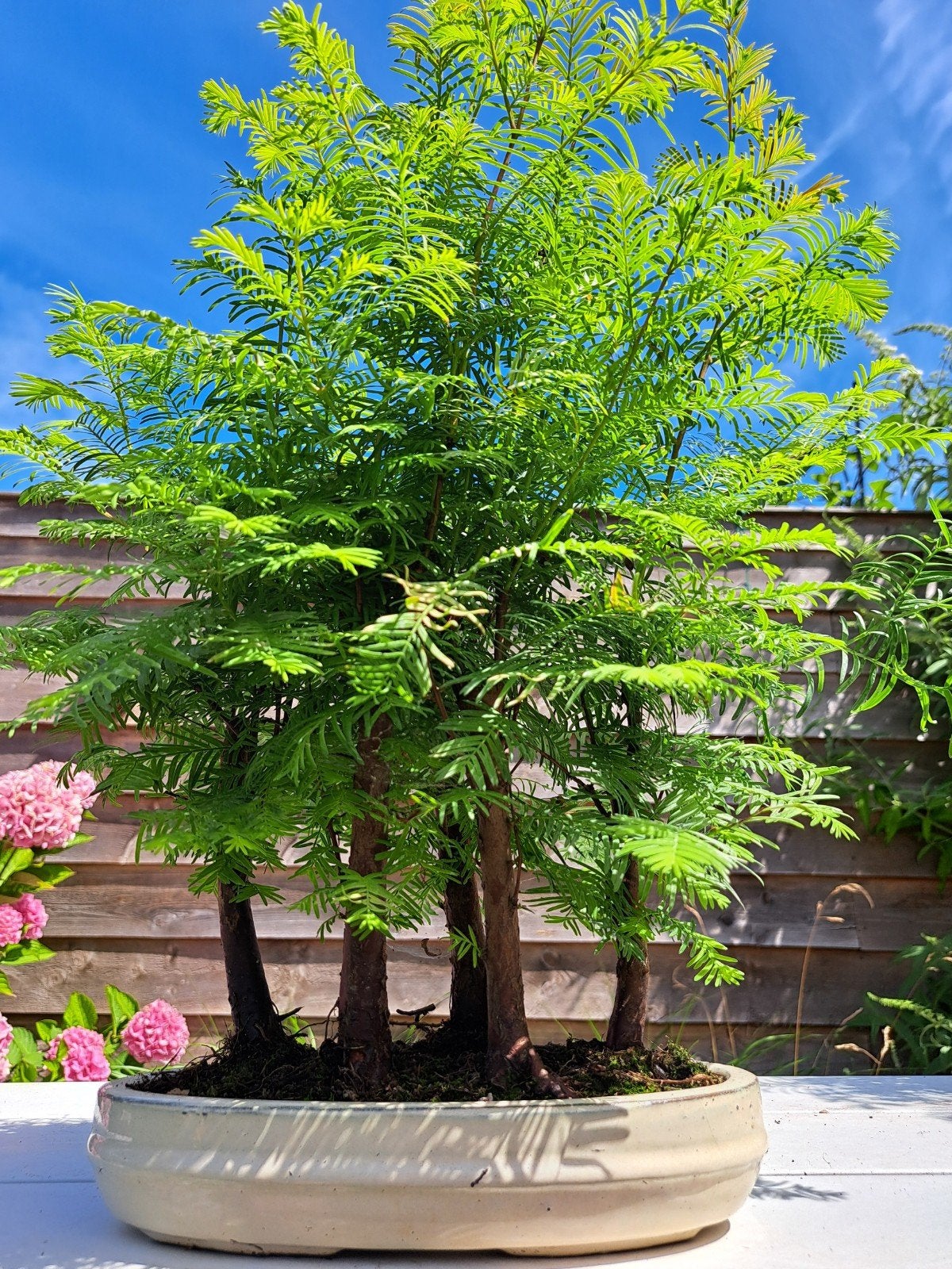 Grote Metasequoia Bonsai te koop, Overige soorten, Volle zon, Vaste plant, Ophalen of Verzenden