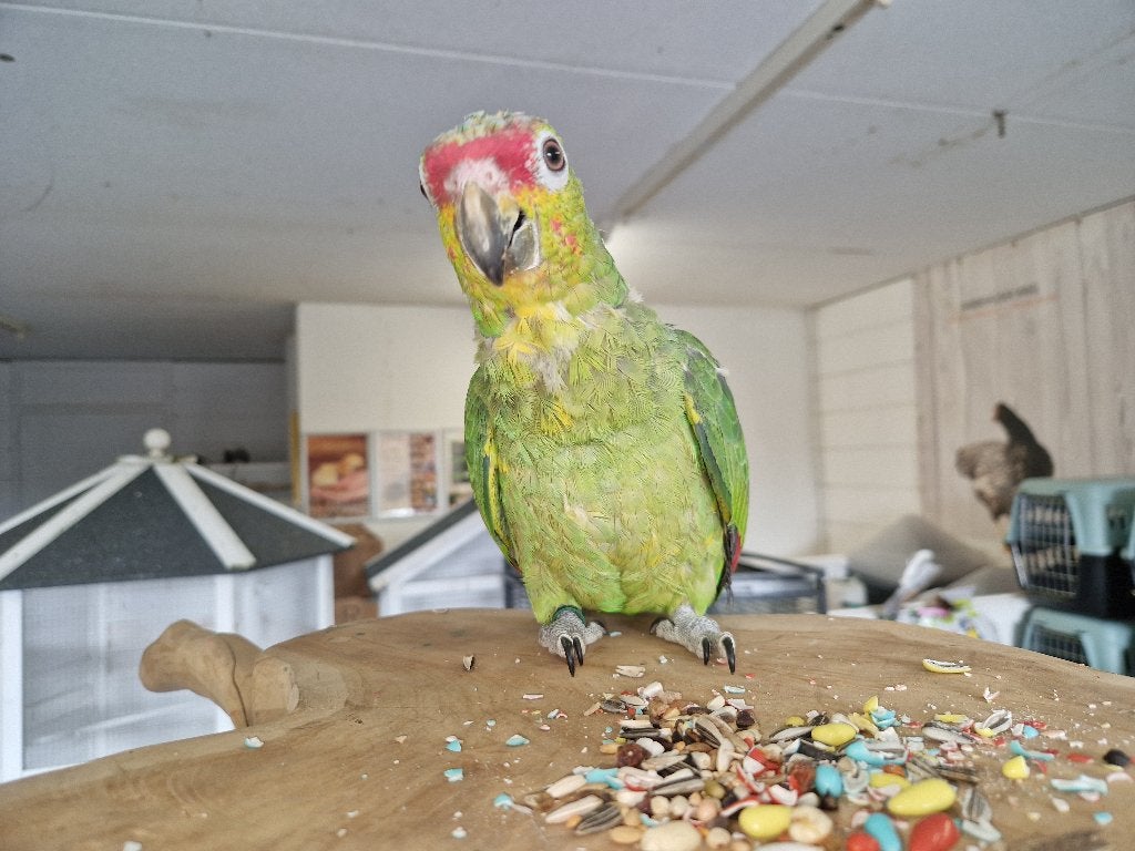 Geelwang Amazone Papegaai | Handtam | Met DNA, Dieren en Toebehoren, Meerdere dieren, Parkiet, Tam