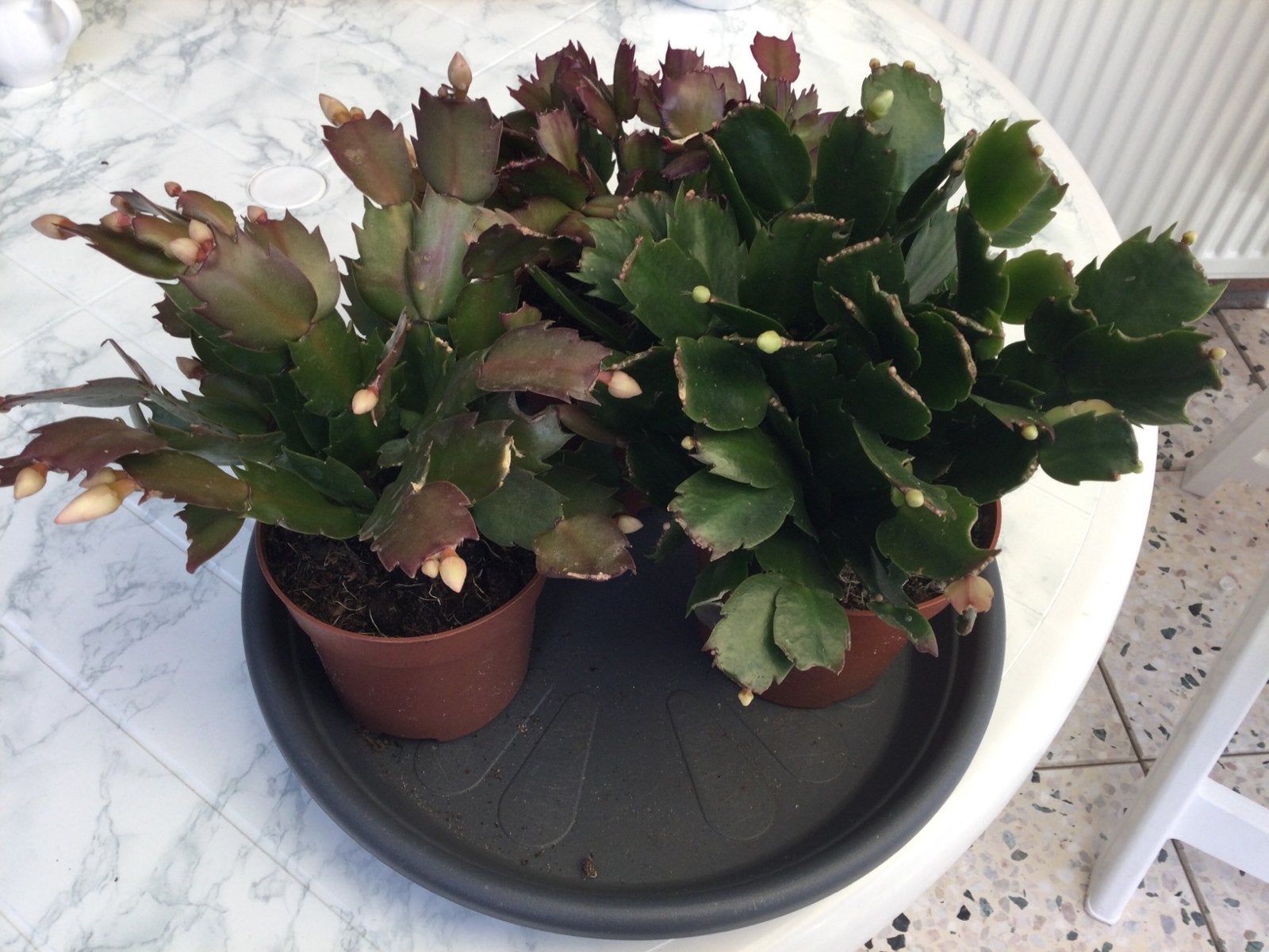 Kamerplanten 3 Planten zitten vol met knoppen 3 voor €10, Ophalen, Halfschaduw, Minder dan 100 cm