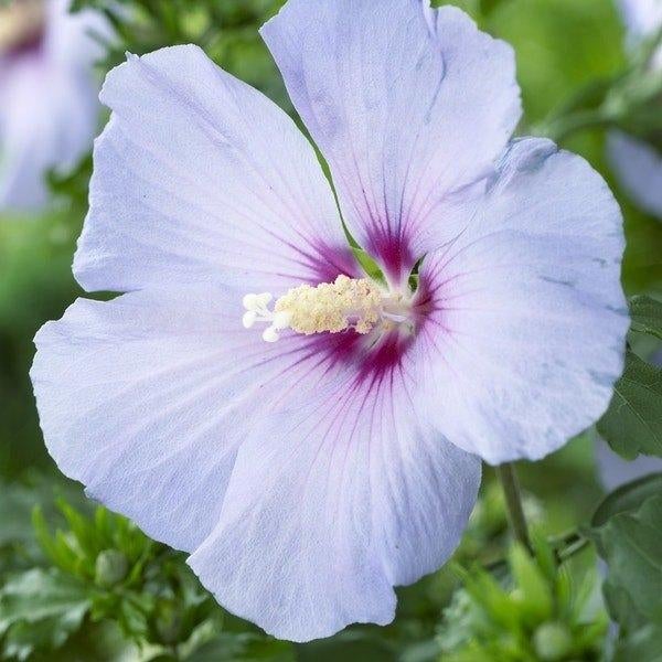 Hibiscus, Vaste plant, Halfschaduw, Zomer, Ophalen