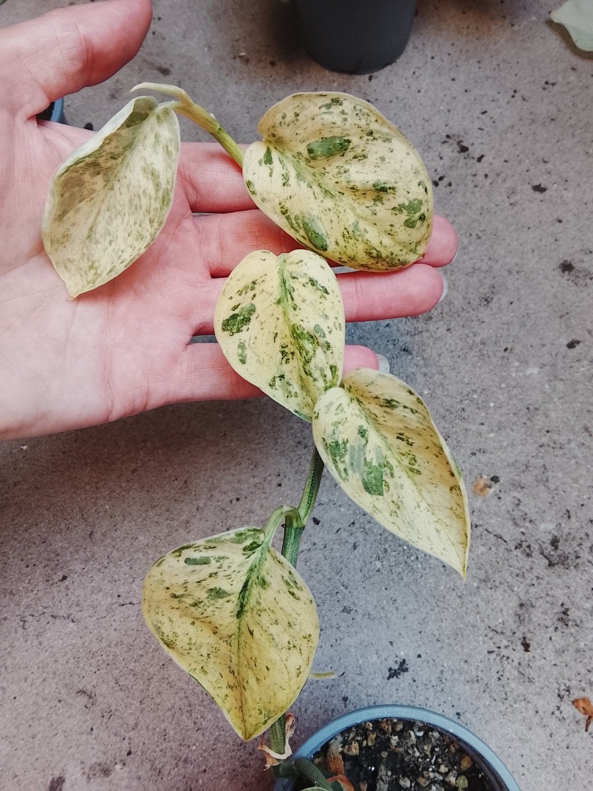 Scindapsus Crème Brulee Variegata plant, Ophalen of Verzenden, Halfschaduw, Minder dan 100 cm