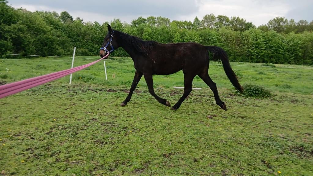 2 jarige nrps merrie, Merrie, Gechipt, 0 tot 2 jaar