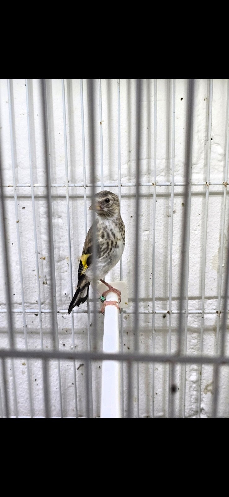 Mooi kleine putters 2 jongen 2026 goed geringd 2.5 met kwijk, Meerdere dieren, Wildzangvogel, Geringd