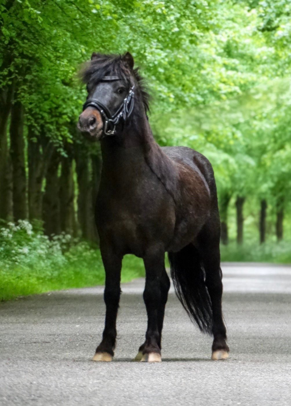 leuke A pony te koop, Dieren en Toebehoren, Hengst, A pony (tot 1.17m), 3 tot 6 jaar