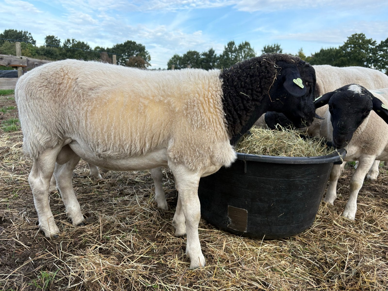 Dorper ram, Dieren en Toebehoren, Mannelijk, Schaap