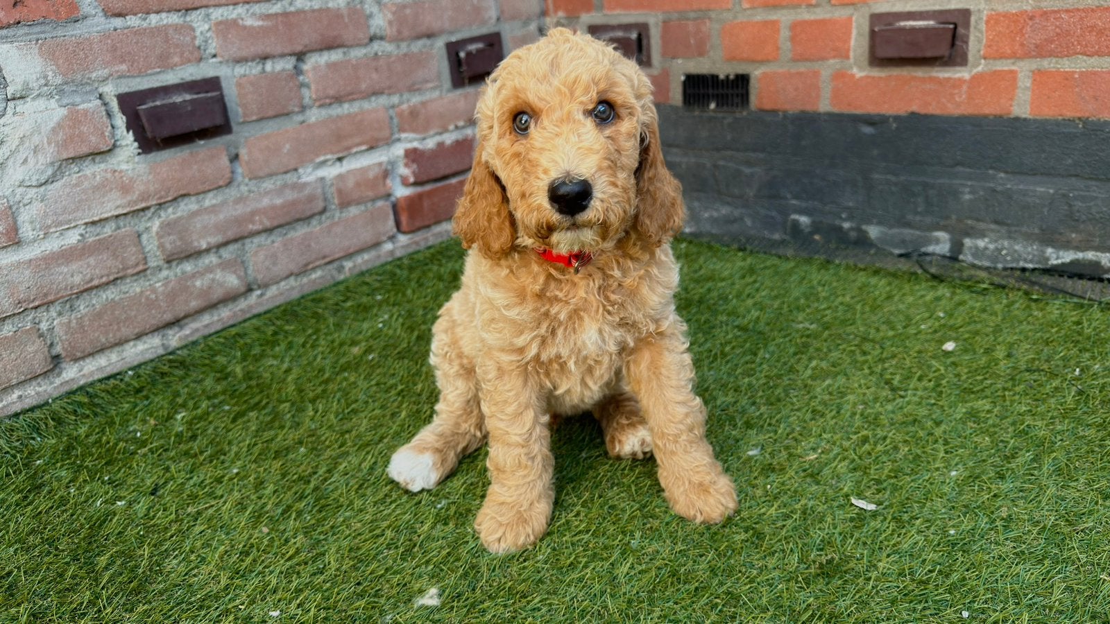 Labradoodle pups, Dieren en Toebehoren, Honden | Niet-rashonden, Parvo, 8 tot 15 weken, Meerdere, Meerdere dieren