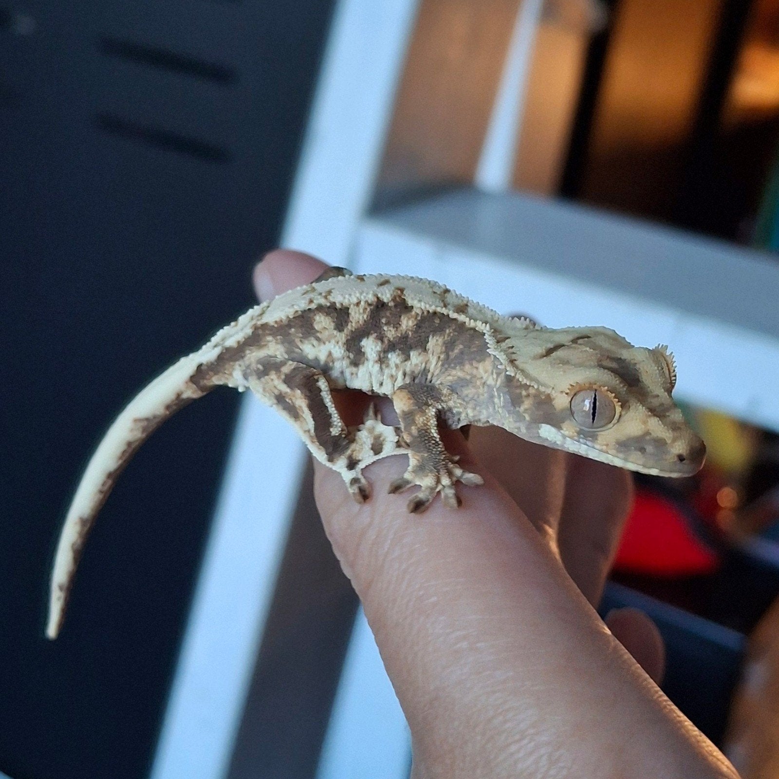 Hele mooie lilly white wimpergekko/crested gecko (0.0.1), Hagedis, 0 tot 2 jaar