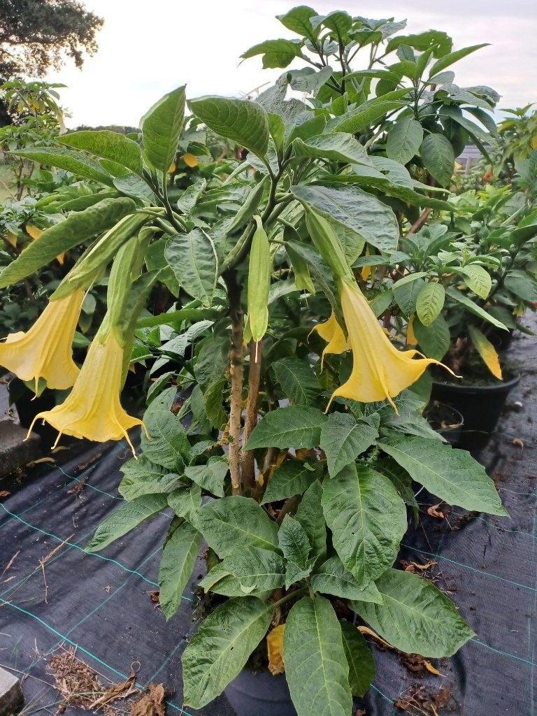Brugmansia moederplanten, Ophalen, Vaste plant, Overige soorten, Volle zon
