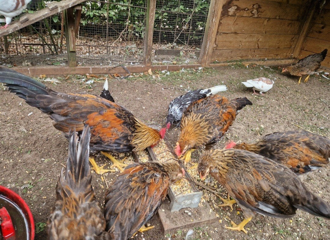 Jonge haantjes Engelse patrijs leghorn, Dieren en Toebehoren, Mannelijk, Kip