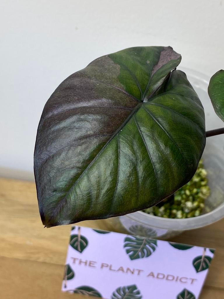 Alocasia Serendipity Pink Variegata, Ophalen of Verzenden, Halfschaduw, Minder dan 100 cm