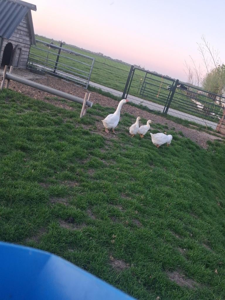 Jonge ganzen kuikens, Dieren en Toebehoren, Pluimvee, Geslacht onbekend, Gans of Zwaan