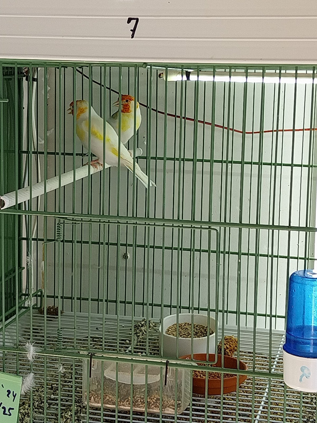 koppel witkop putters, Dieren en Toebehoren, Vogels | Kanaries, Meerdere dieren