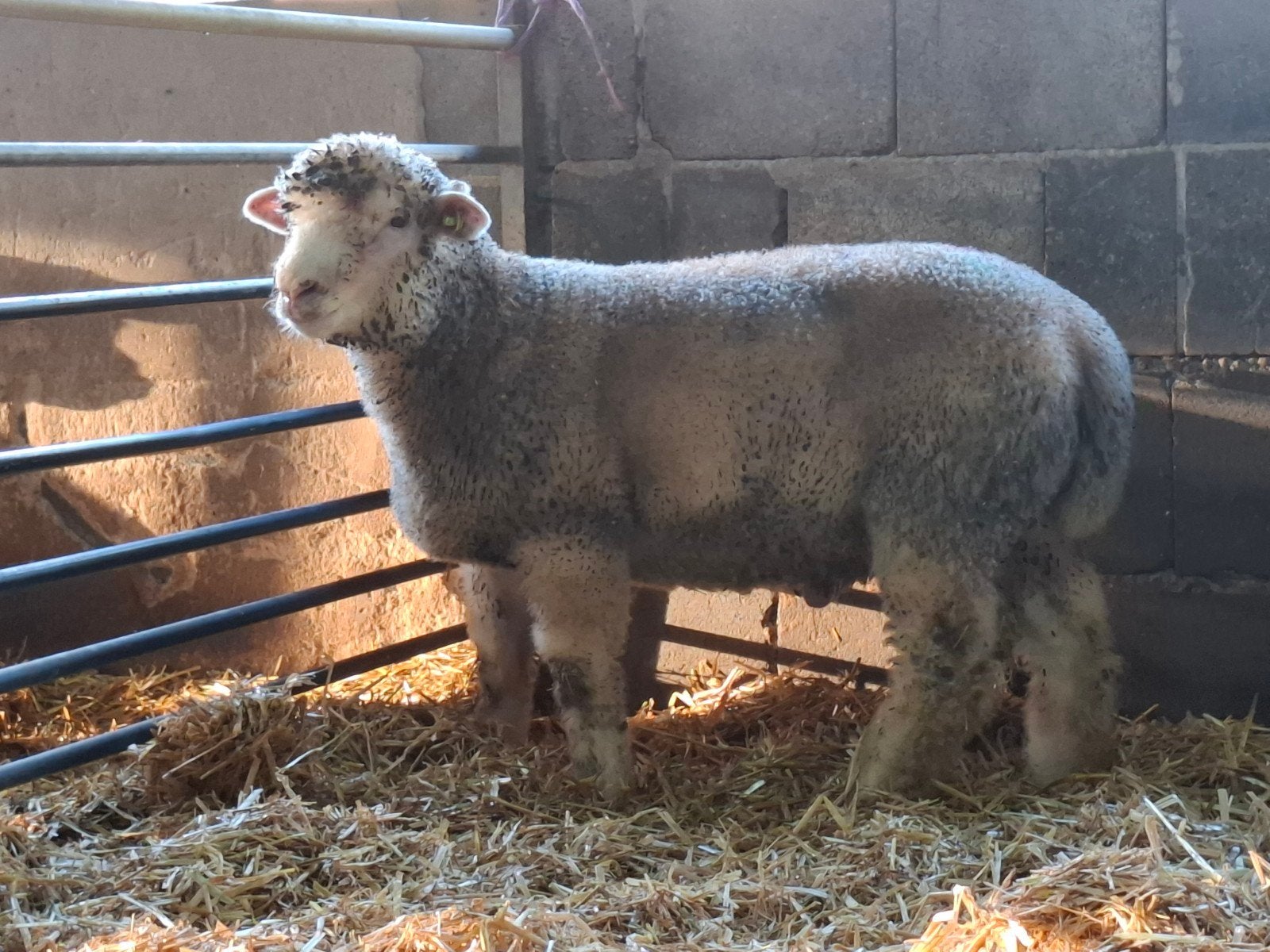 poll dorset dekram, Dieren en Toebehoren, Mannelijk, Schaap, 0 tot 2 jaar