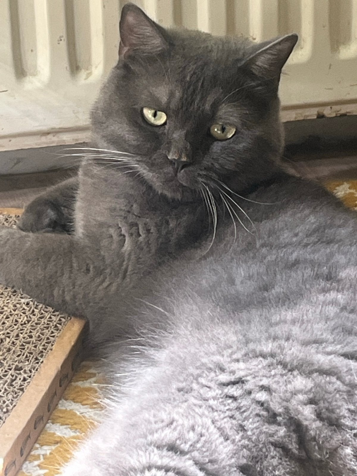 Britse korthaar ‘blue smoke’ te koop, Kater