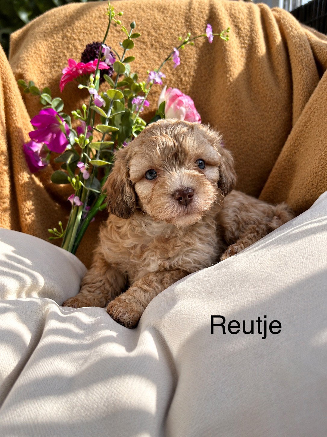 Lieve maltipoo maltezer x dwergpoedel puppys, Overige rassen, CDV (hondenziekte), 8 tot 15 weken, Meerdere