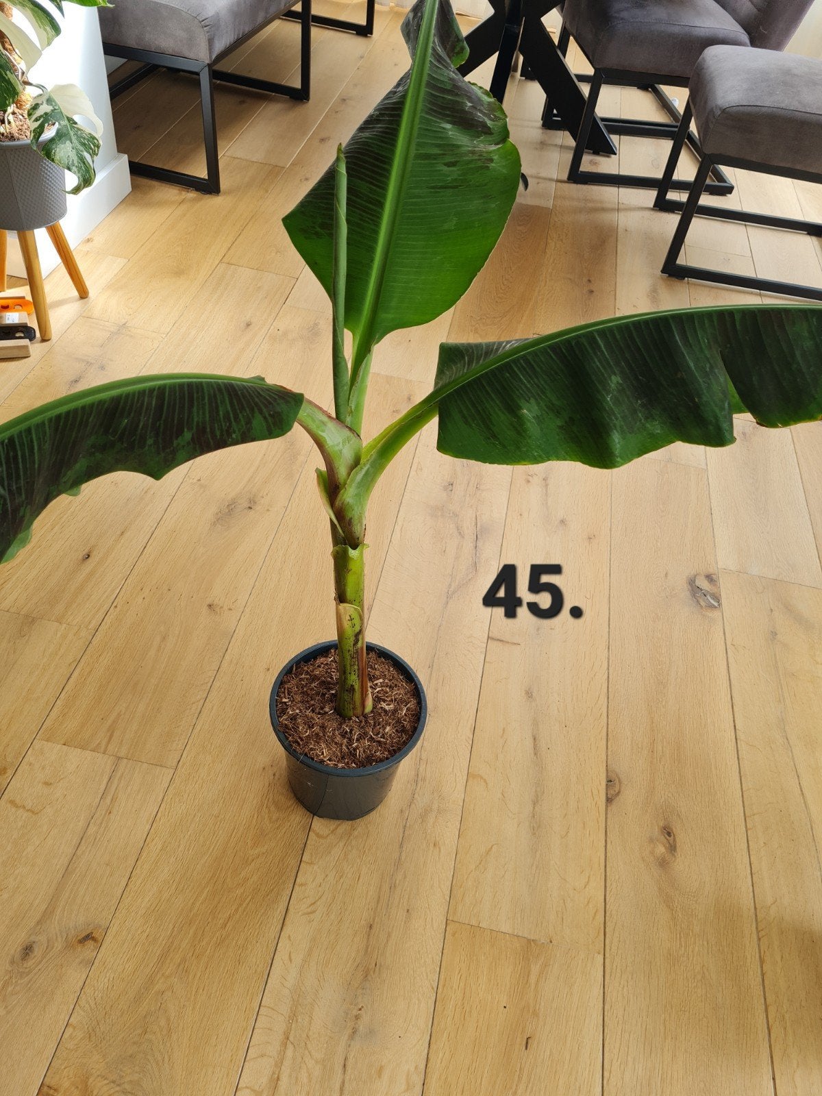 Musa dwarf cavendish, grote bananenplant, Ophalen, Halfschaduw, Minder dan 100 cm