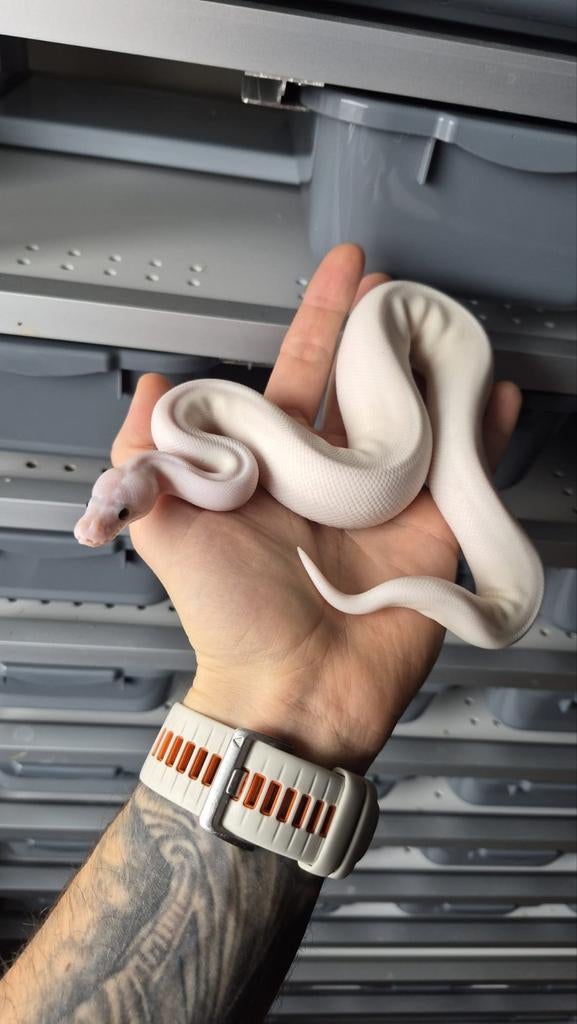 1.0 Special pied boss ball python Ball Python - male for sale from Freek