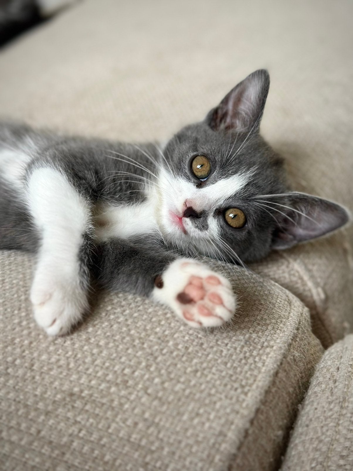 Mainecoon x Ragdoll kittens gevaccineerd & gechipt, Dieren en Toebehoren, Katten en Kittens | Raskatten | Langhaar, Meerdere dieren