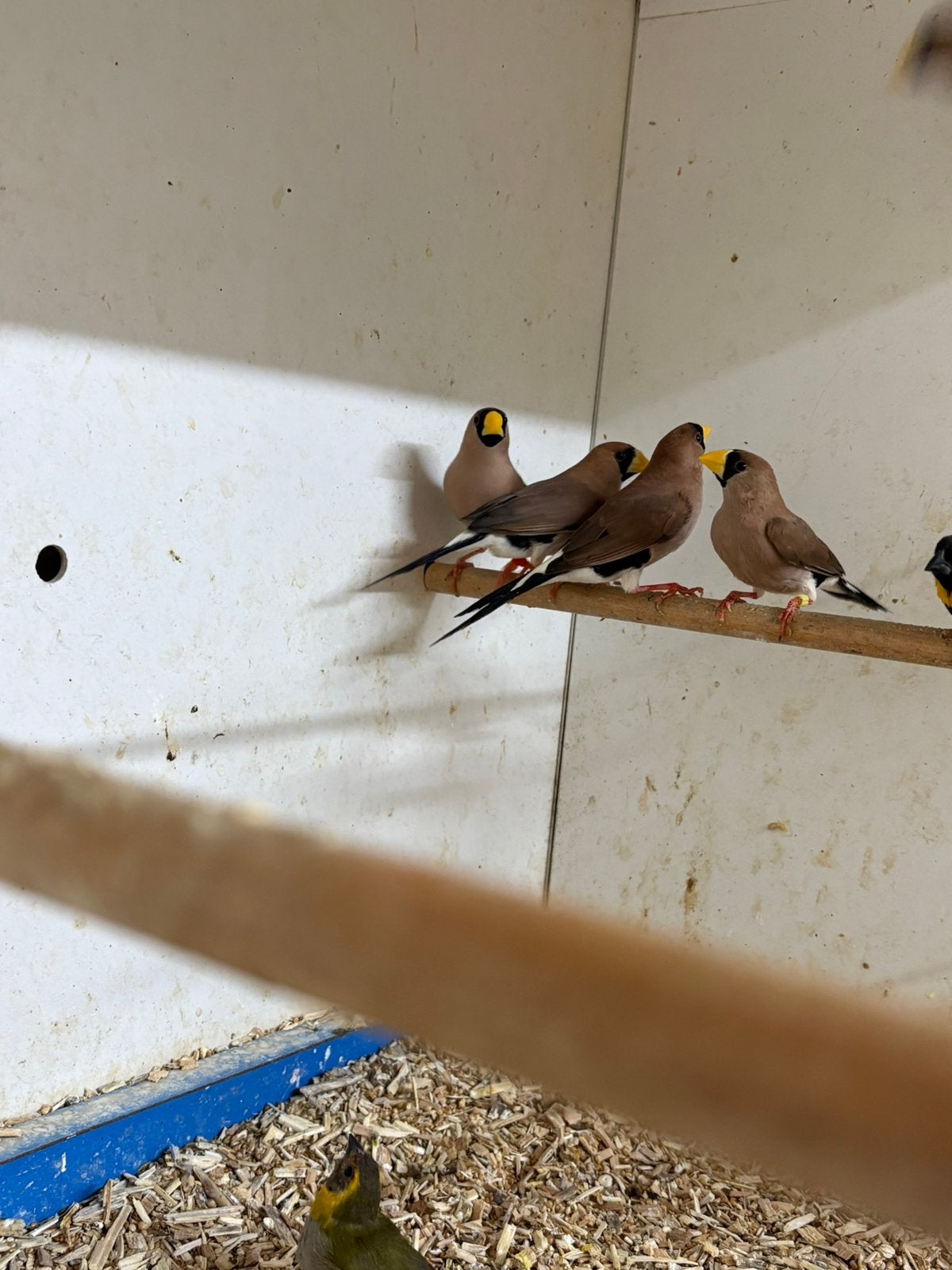 Koppel maskeramadine met DNA, Meerdere dieren, Geringd